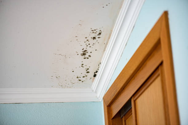 Best Mold Removal Company Near Me  in Orchard Homes, MT