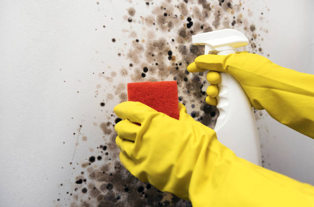 Best Crawl Space Mold Removal  in Orchard Homes, MT